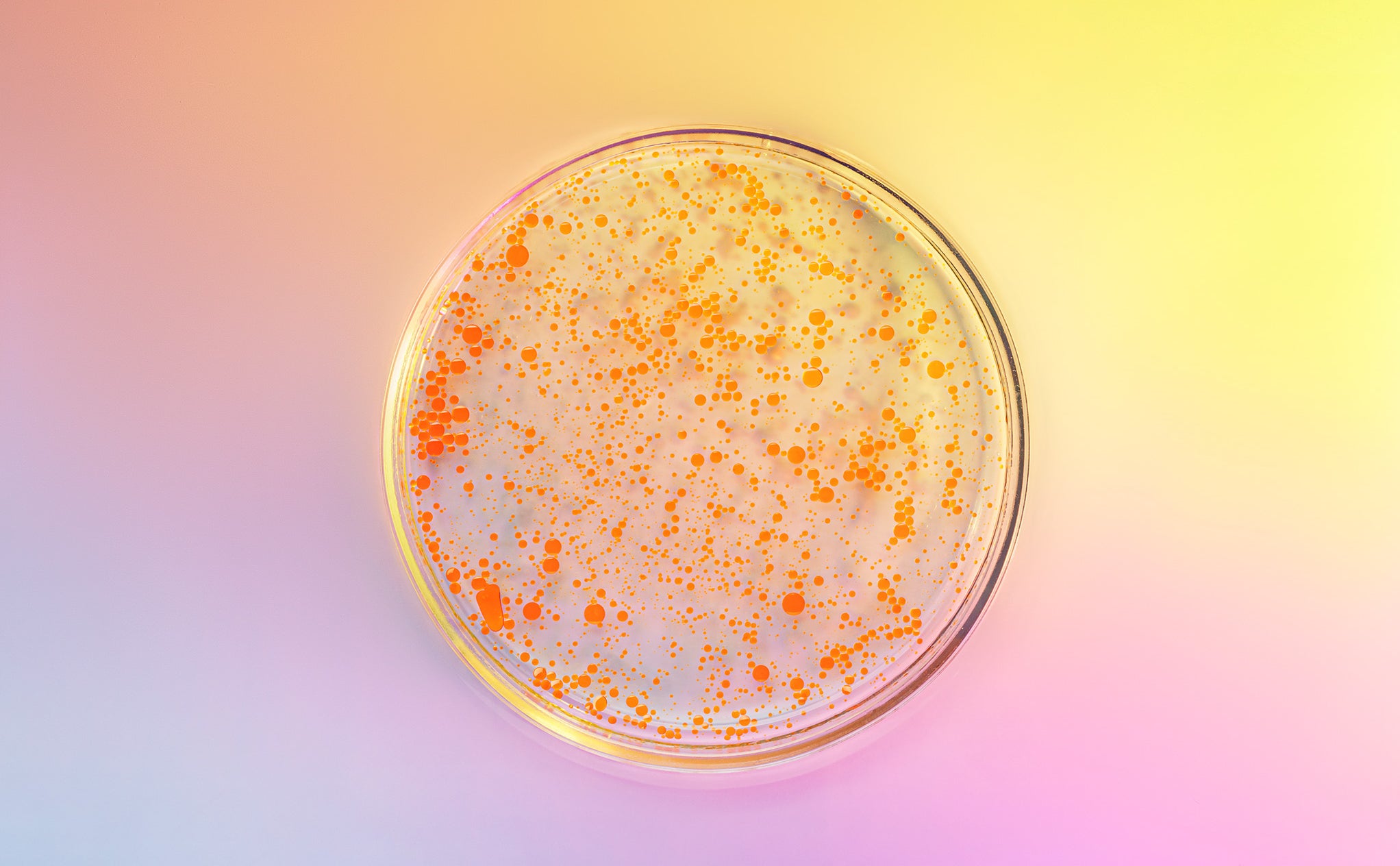 Petri dish showing bacterial growth used for testing disinfectant efficacy and hygiene standards